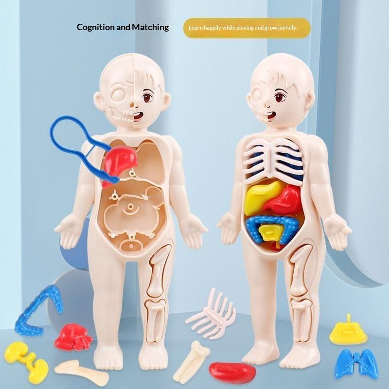 Human Body Anatomy Educational Toy Removable Organ Set for Boys Girls Aged 4+ Science Learning Toy Birthday Gift for Kids