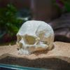 Simulation Skull Head Statue Realistic Head Bone Model Skull Fish Hideout  Fish Tank