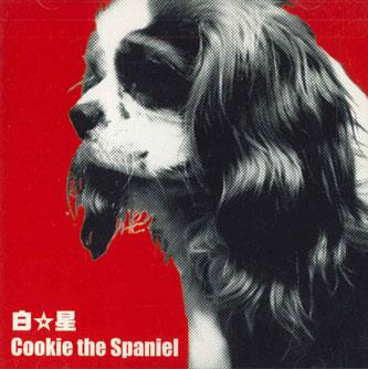 

CD SHIROBOSHI - Cookie The Spaniel MRCD002 MORTAR Japan Obi Japanese Pop/Rock Used