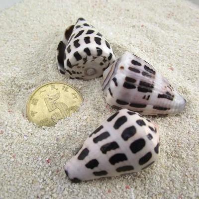 Neue Heimdekoration Natürliche Muscheln Boutique Aquariendekoration Gefleckte Taro-Schnecken Pferde-Taro-Schnecken Gepunktete Taro-Schnecken