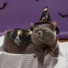Pet Pumpkin Cape Set Halloween Pet Pumpkin Cape Set Spiderweb Pattern Adjustable Mysterious Pet Costume Set for Pet Gatherings
