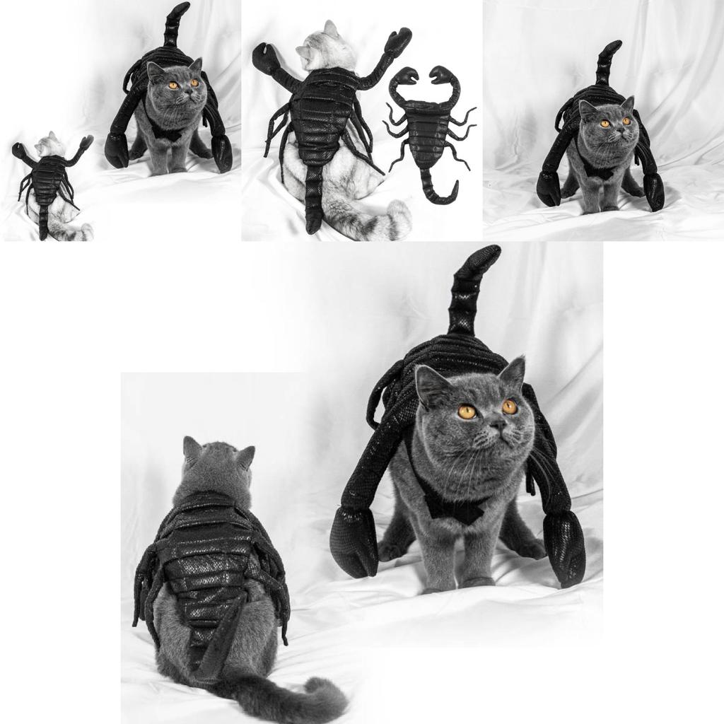 Halloween Haustier Kostüm Süßes Skorpionkönig Kostüm Für Katzen Und Hunde Aus Schwarzem Stoff