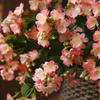 Long Stems Artificial Silk Jasmine Flower DIY Fake Flowers Simulation Jasmine  Home Office