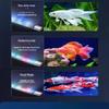 Pești și animale marine – Iluminare acvariu