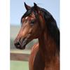 Diy Horse 5D Diamond Painting Full Round Drill Cross Stitch Rhinestone Animal Scenic Diamond Embroidery Mosaic Home Decor