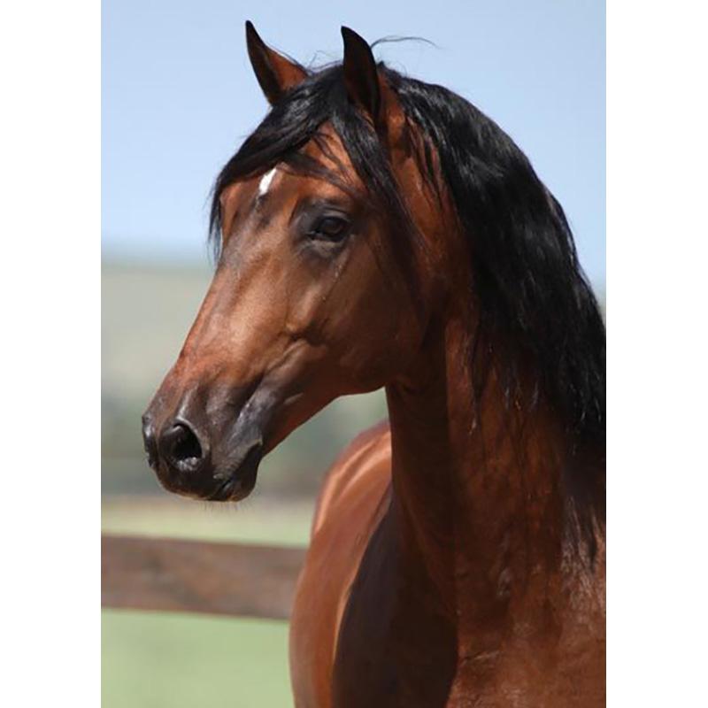 Diy Horse 5D Diamond Painting Full Round Drill Cross Stitch Rhinestone Animal Scenic Diamond Embroidery Mosaic Home Decor