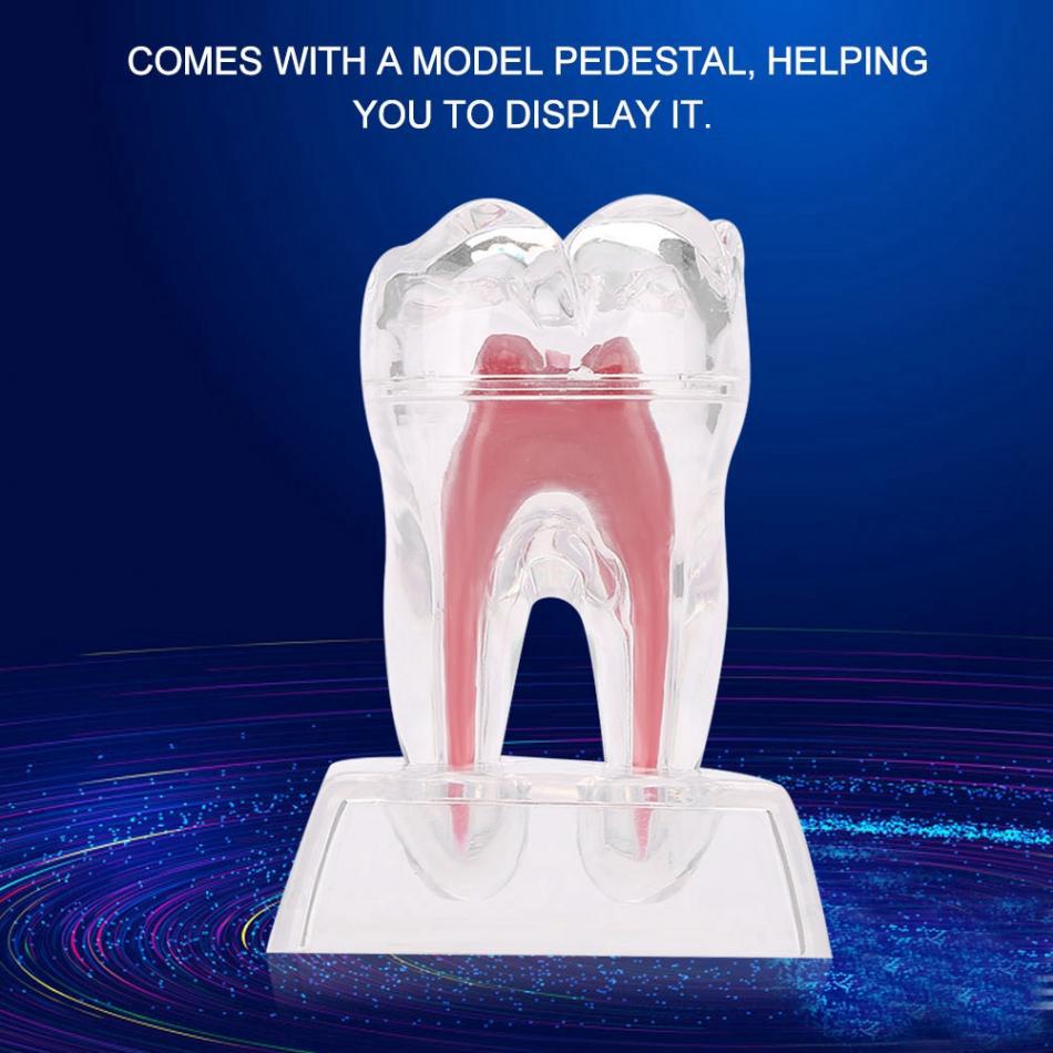 5 Pcs Dental Anatomical Model Transparent Luminous Detachable Single Tooth Decomposition Dentistry Clinic Ornaments
