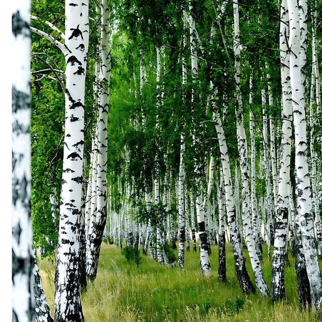 Natural Birch Essential Oil 1Kg 1L 1000Ml - Pure Premium Birch