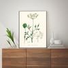 Botanical Fern Flower Poster Print Canvas Art Pictures Home for Living Room and Bedroom Wall Modern Decor Frameless Painting