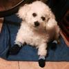 Anti-Slip Dog Shoes Pet Knitted Socks Cotton Small Medium Pets Booties No-Slip Paw Sole Dog Cat Pupp