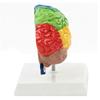Menschliches Gehirnmodell Rechte Hemisphäre Anatomie Neurowissenschaften Lehrmittel Farblich gekennzeichnet für Psychologie Kognitive Bildung