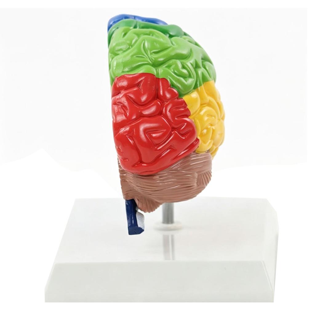Menschliches Gehirnmodell Rechte Hemisphäre Anatomie Neurowissenschaften Lehrmittel Farblich gekennzeichnet für Psychologie Kognitive Bildung
