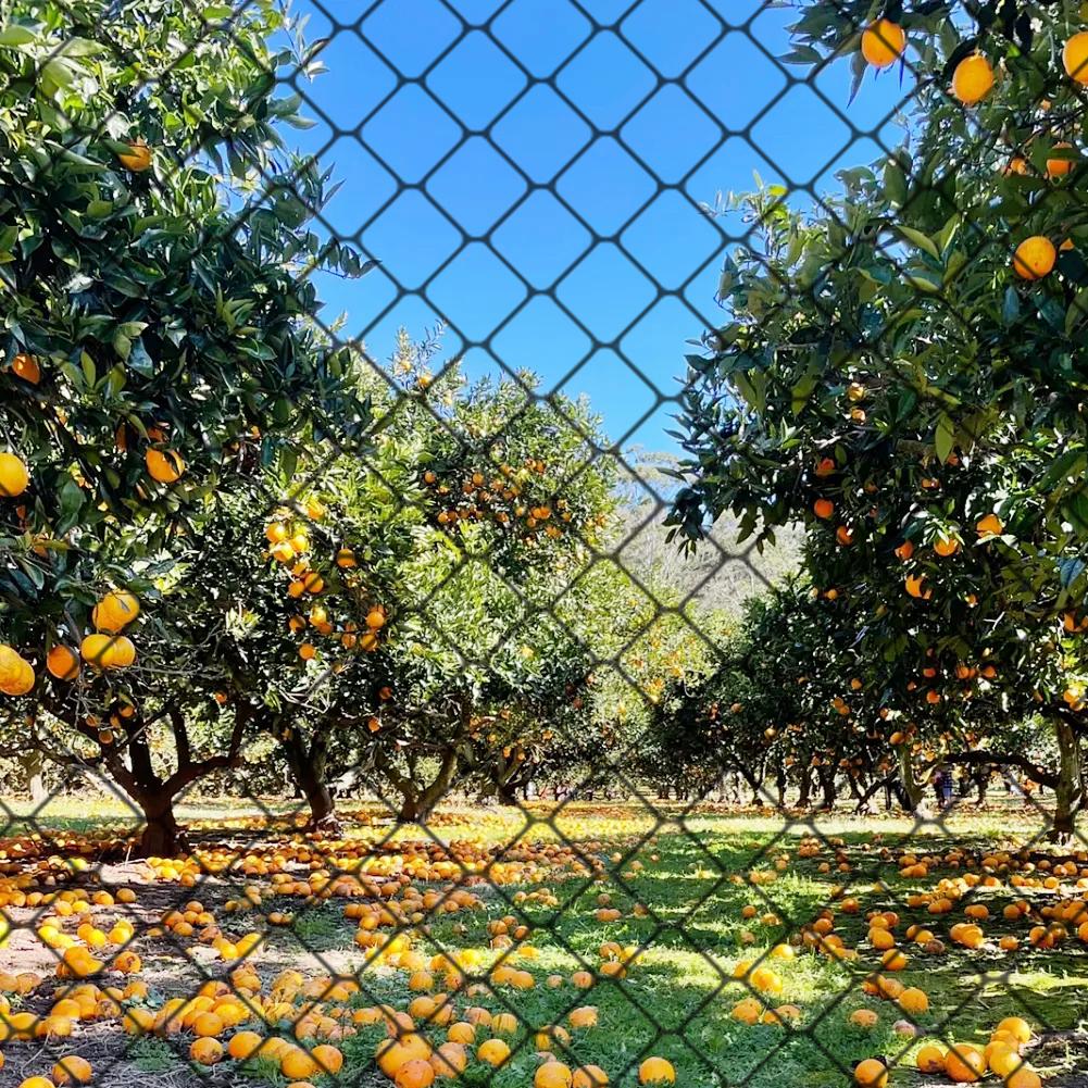 25 X 50 FT Nylon Anti Bird Netting Mesh High Quality Protective Chicken Coop Netting Fruit Tree Netting for Birds Deer Squirrels