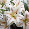 5 Head Artificial Flower Branch Plastic Real Touch Simulation Lilium Brownii Flower Elegant 97cm Fake Flowers