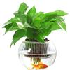 Modern Minimalist Hydroponic Glass Vase for Pothos & Green Plants - Living Room Desk Decor