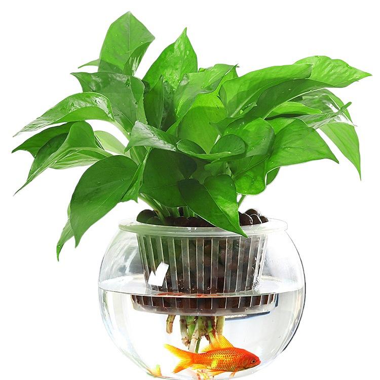 Modern Minimalist Hydroponic Glass Vase for Pothos & Green Plants - Living Room Desk Decor