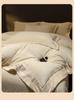 Luxurious Autumn/Winter Premium Embroidered Warm Thick Milk Velvet Four Piece Set - Lucia