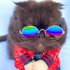 Pet Sunglasses & Headwear: Funny Cat & Dog Accessories