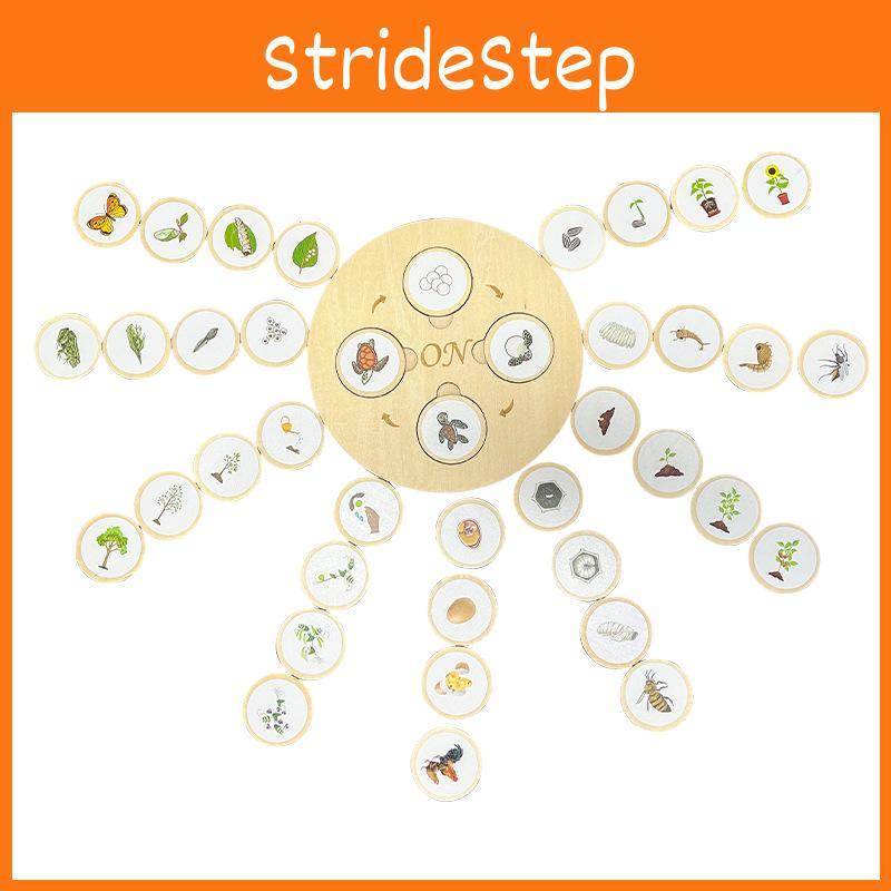 Wooden Kids Montessori Life Cycle Puzzle Educational Toy Cognitive Development