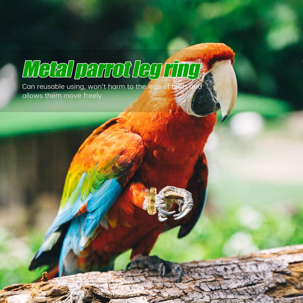4 peças de Anel de Pé para Pássaro em Aço Inoxidável Leve Banda de Perna para Papagaio Para Treinamento de Voo Uso Externo Círculo de Pé de Metal