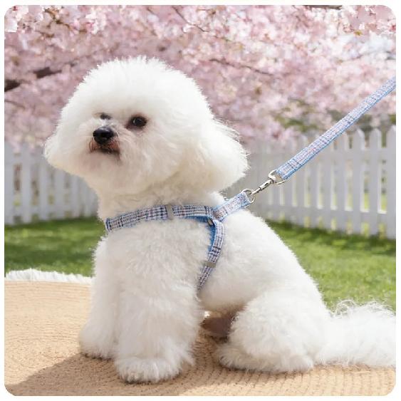 Pet Dog Chest and Back Traction Rope Y-shaped Chest Strap Vest Style Dog Walking Rope Teddy Bear Shiba Inu Vest Dog Rope Set