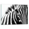 Szklana Płyta Deska Do Krojenia 52X40 Zebra