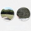 Top Grade 2010 Shou Mei White Tea Cake 350g Fuding Aged Tea Wellness Benefits