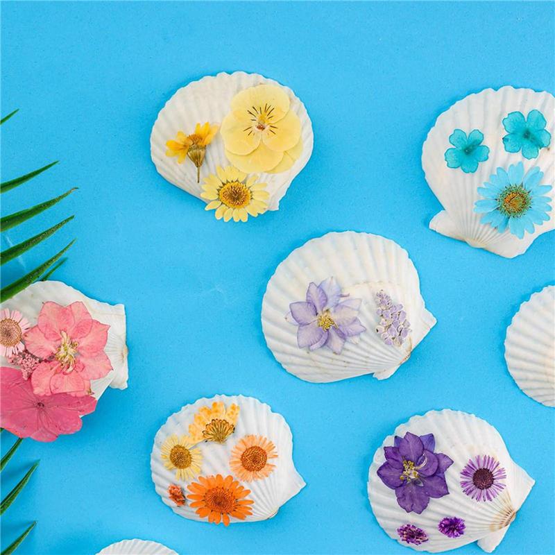 Punching hole Small Sea Shells For Crafts Crafting Shell Bulk Real Seashells Natural Mother Of Pearl Shell Pendant Sector-Shaped