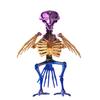 Halloween Skeleton Animal Decoration Creepy Cat/Dog/Bird/Rat/Goat Head Plastic Bones for Courtyard Graveyard Halloween Decor