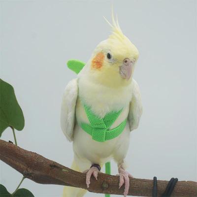Bird Traction Belt,Bird Nylon,Bird Harness,Flight Training Rope Bite,Adjustable Outdoor Flying Training Rope