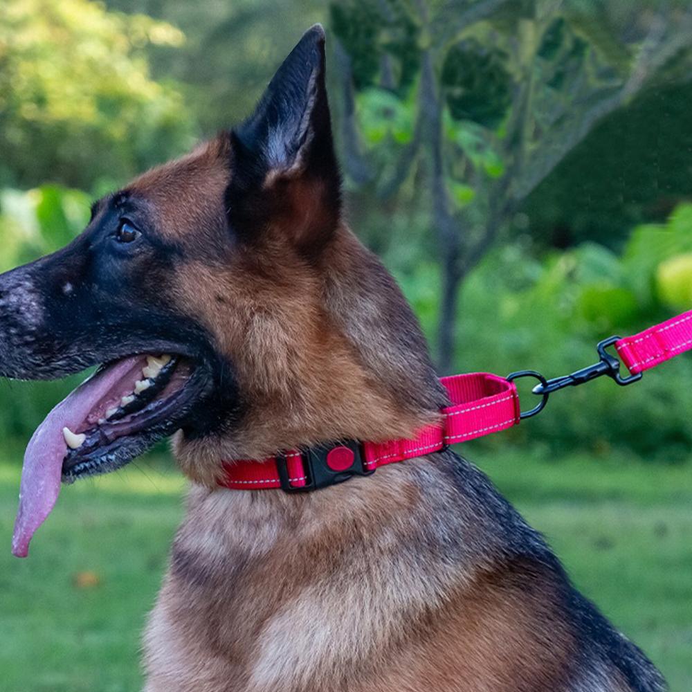 Adjustable Pet Dog Collars Safety Lock On Nylon Golden Retriever Neck Leash Accessories Outdoor 2 in 1 P Chain Pet Supplies