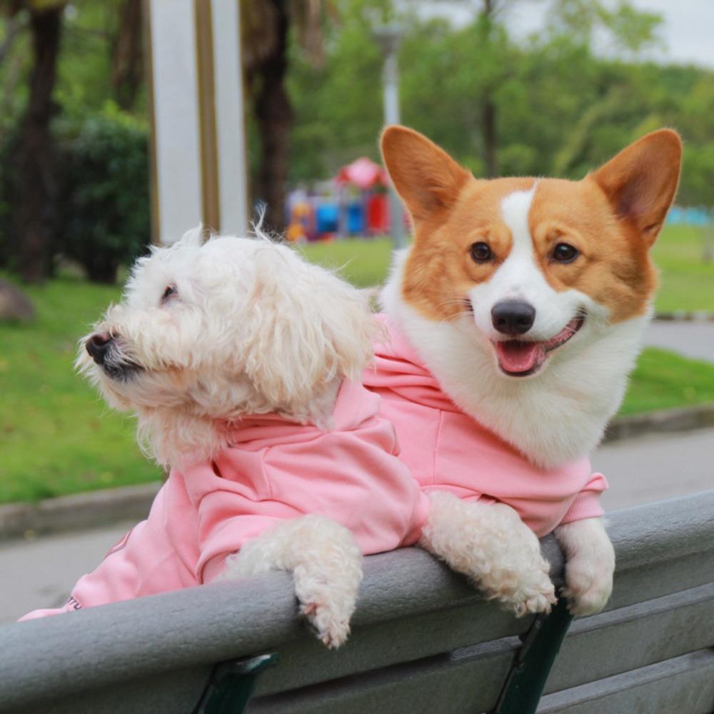 Pet it cartoon cotton dog sweater corgi teddy puppy cherry clothes amazon pet clothing