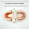 Modelo Dental No Extraíble con 28 Dientes