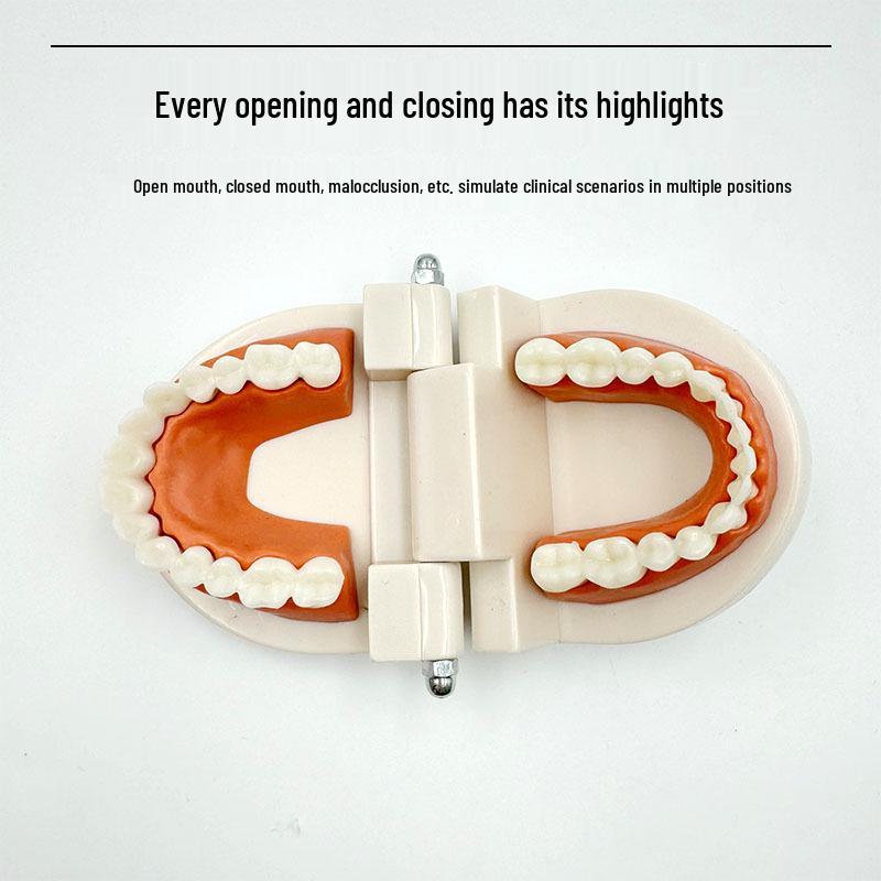 Modelo Dental No Extraíble con 28 Dientes