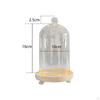Clear Glass Cloche Dome Bell Jar Dustproof Display Case Flower Cover with Wooden Base