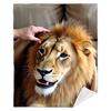 Realistic Lion Fleece Blanket 3D Animal Print Soft Cozy Throw Wildlife Art Design Home Decor Gift for Men and Nature Lovers