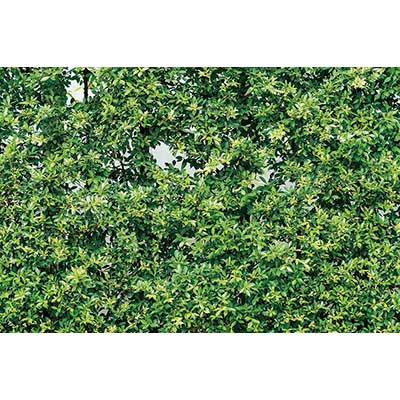 MOON.QG Tropical Leaves Backdrops Spring Garden Backgrounds Green Grass Photo Wall Customized Name Birthday Wedding Photocall