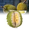 Durian Removable Plush Toy Dolls Soft Room Decoration Ornament Gifts Children