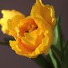 Flores de Tulipán Artificiales Tacto Real Tulipán de Tallo Largo Ramo con Hojas para Ramo de Boda Arreglo Floral de Primavera Decoración de Mesa para el Hogar