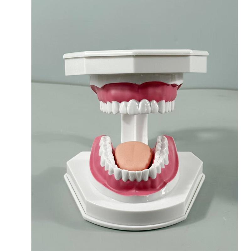 Прозора Знімна Повна Модель Щелепи з М'якими Яснами та Зубами для Підготовки до Імплантації