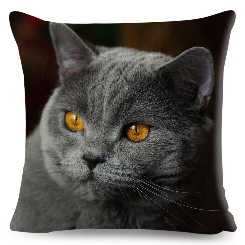 Housse de coussin British Shorthair bleu russe, taie d'oreiller en Polyester, décoration de chat mignon, Animal de compagnie, pour canapé, maison, voiture