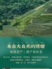 Jieying Green Tea Mount Huangshan Maofeng Canned 100g Mountain Original New Tea Spring Tea Drink by Yourself