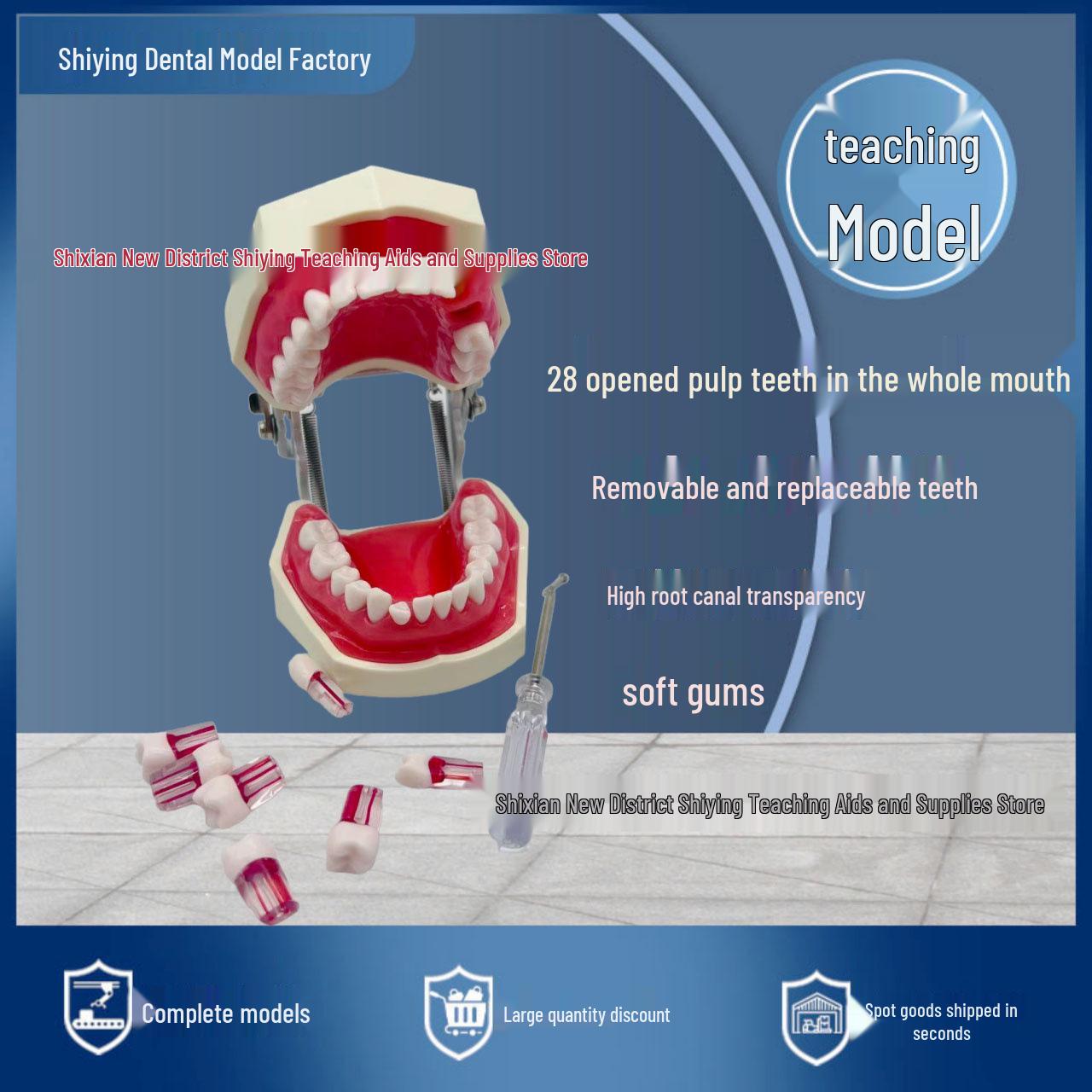 Detachable Soft Gum Model for Full Mouth Tooth Preparation Practice Resin