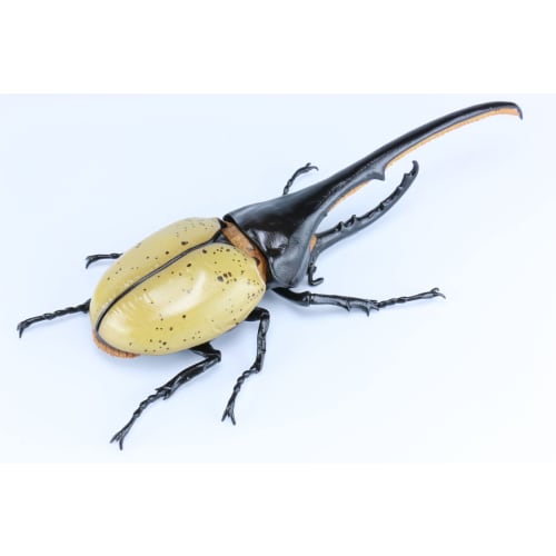 Free Research Series No.26 Living Creatures Edition Hercules Beetle Plastic Model