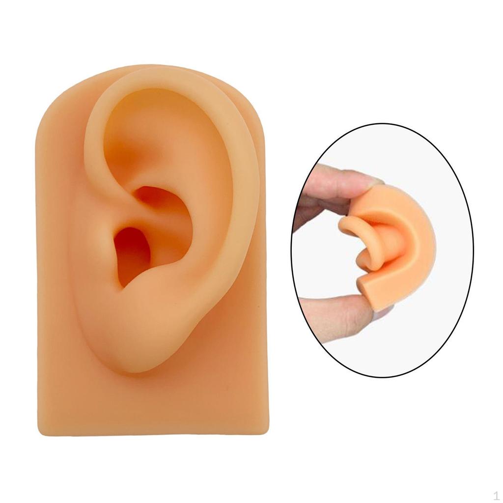 Modello di Orecchio in Gel - Strumento Didattico Realistico per Studio e Pratica