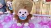 Mon *Chichi Plush Toy, Dull Brown, Big, Large, Extra Large, Mon *Chichi-kun, Approx. 30cm