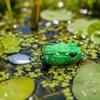 3cm 3g Mini Broască Momeală Moale Atrăgătoare Broască Artificială Atrăgătoare Pescuit Broască Moale pentru Pescuit Bass Atrăgătoare Broască Topwater cu Coadă cu Paletă