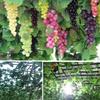 Large Grape Leaf Vine Decoration - Fake Fruit String for Wall, Ceiling, or Pipe with Green Tree Leaves