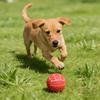 Squeaky Volleyball Dog Chew Toy Bite Resistant Latex Ball Puppies Toy Pet Teething Cleaning Interactive Toy for Small Medium Large Breeds Dogs