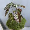 Black Peacock Philodendron Leaf - Artificial Green Plant Floral Arrangement for Home Decoration and Landscaping